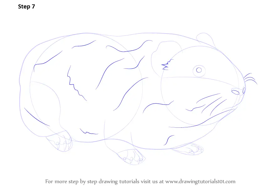 Step by Step How to Draw a Guinea Pig : DrawingTutorials101.com