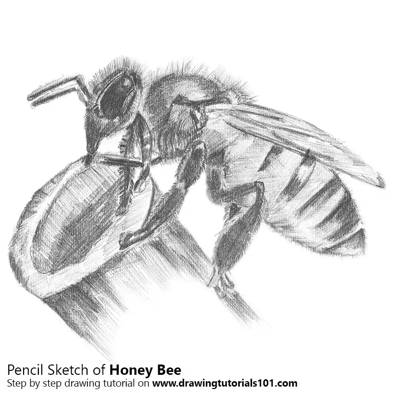 Pencil Sketch of Honey Bee - Pencil Drawing