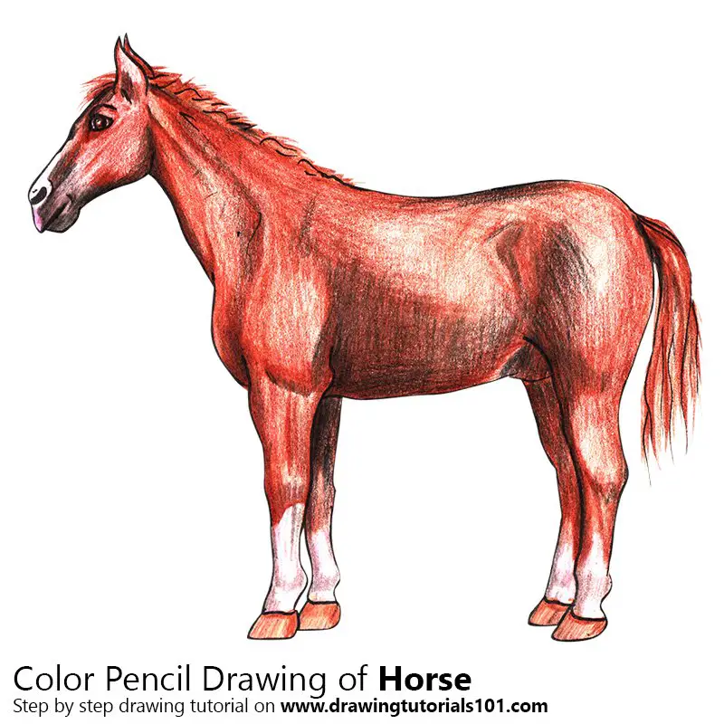 Horse Color Pencil Drawing