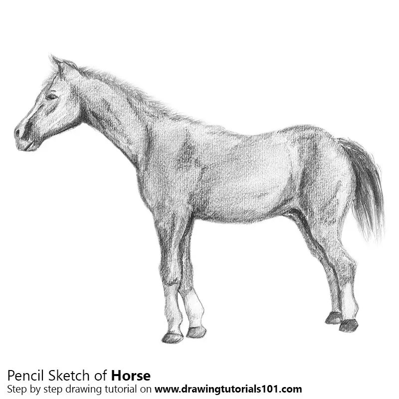Pencil Sketch of Horse - Pencil Drawing