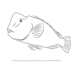 How to Draw a Humphead Parrotfish