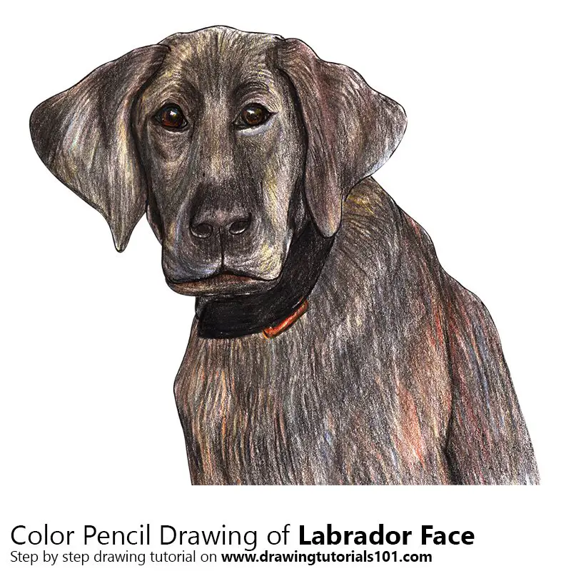 Labrador Face Color Pencil Drawing