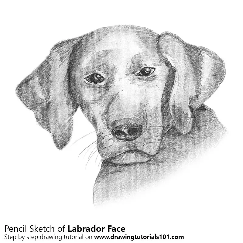 Pencil Sketch of Labrador Face - Pencil Drawing