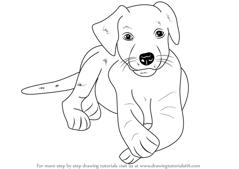 Learn How to Draw a Labrador Puppy (Farm Animals) Step by Step