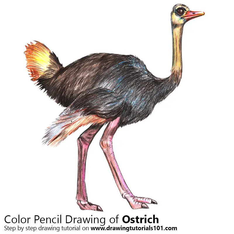 Ostrich Color Pencil Drawing