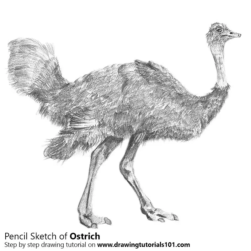 Pencil Sketch of Ostrich - Pencil Drawing