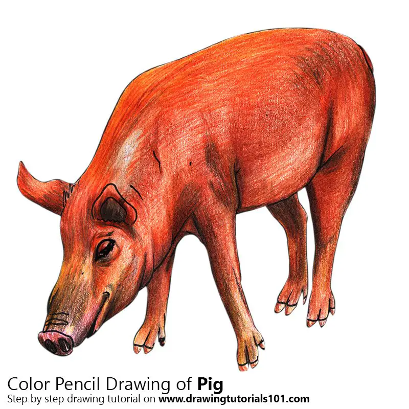 Pig Color Pencil Drawing