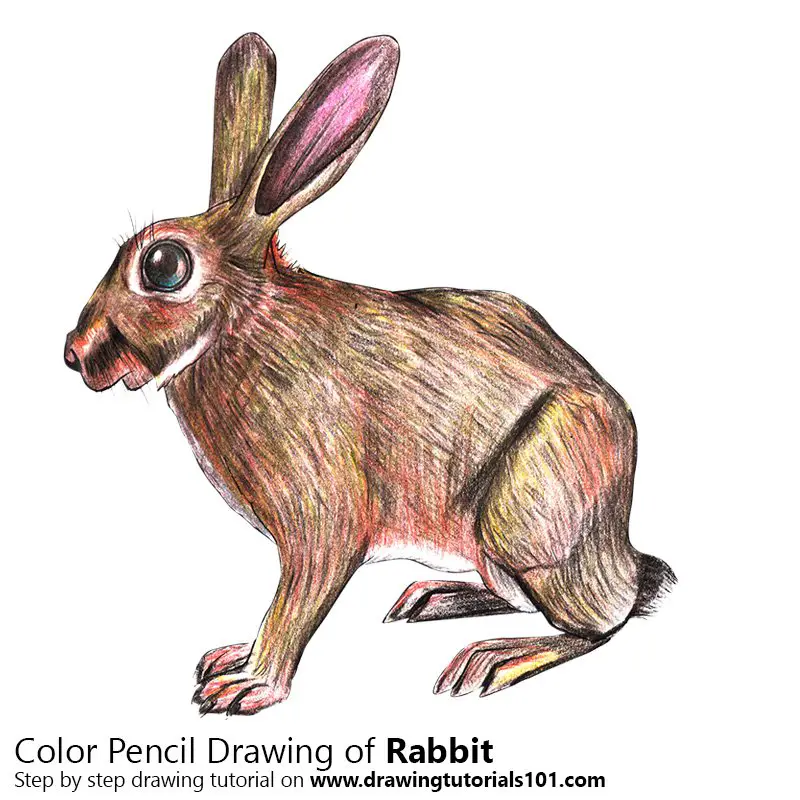 Rabbit Color Pencil Drawing