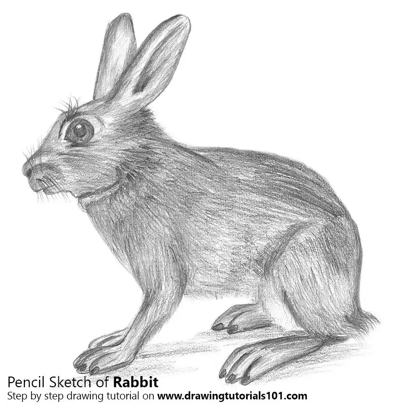 Pencil Sketch of Rabbit - Pencil Drawing