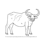 How to Draw a Water Buffalo