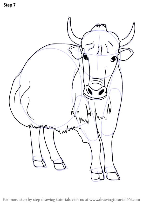 Step by Step How to Draw a Yak