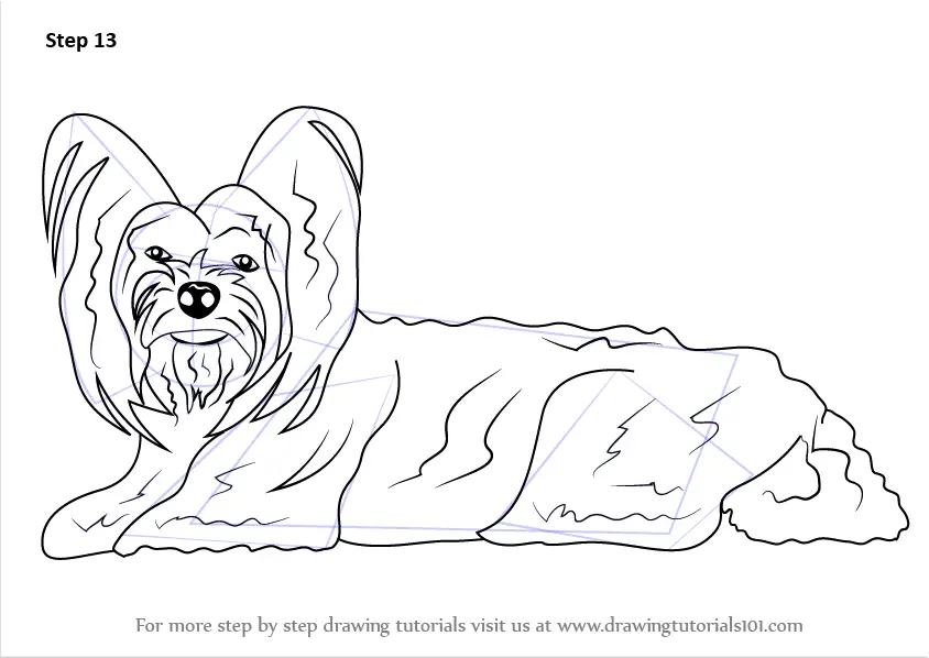 Learn How to Draw a Yorkshire Terrier (Farm Animals) Step by Step
