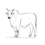 Learn How to Draw a Zebu (Farm Animals) Step by Step : Drawing Tutorials