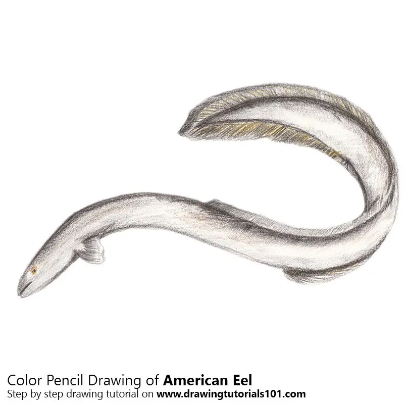 American Eel Color Pencil Drawing