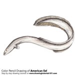 How to Draw an American Eel