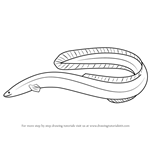 How to Draw an American Eel