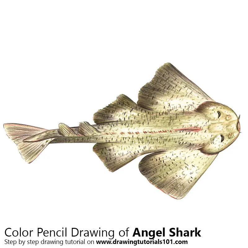 Angel Shark Color Pencil Drawing