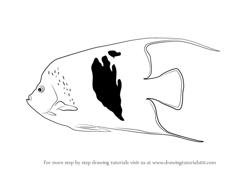 Learn How to Draw a Angelfish (Fishes) Step by Step Drawing Tutorials