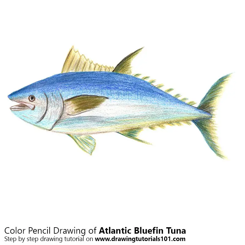 Atlantic Bluefin Tuna Color Pencil Drawing