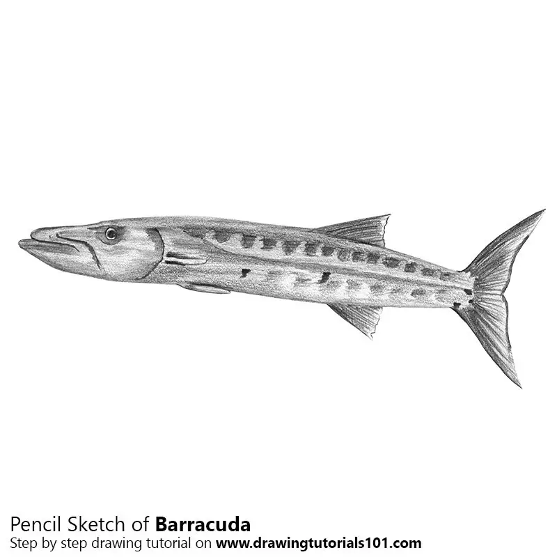 Pencil Sketch of Barracuda - Pencil Drawing