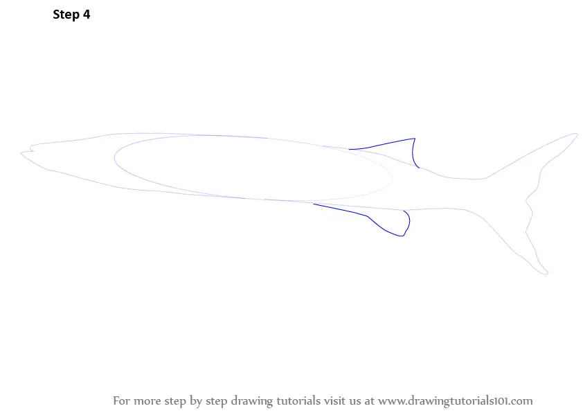 Learn How to Draw a Barracuda (Fishes) Step by Step Drawing Tutorials