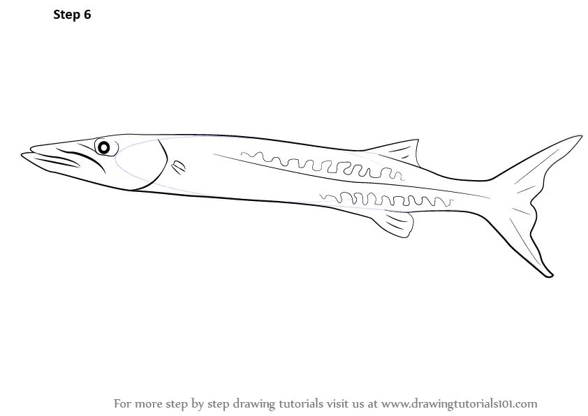Learn How to Draw a Barracuda (Fishes) Step by Step Drawing Tutorials