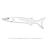 How to Draw a Barracuda