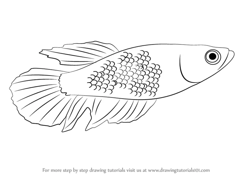 Learn How To Draw A Betta Fishes Step By Step Drawing Tutorials   How To Draw Betta Step 0 