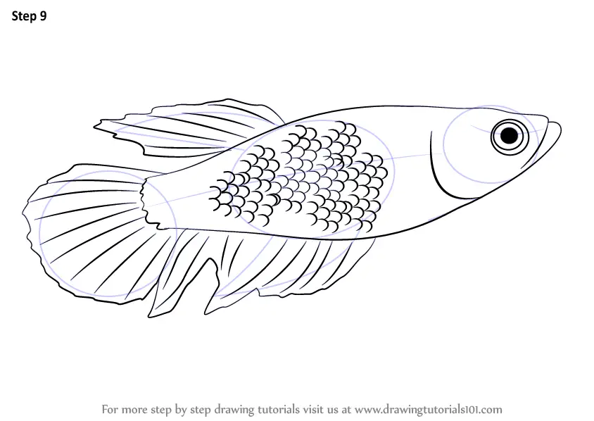 Hand Draw Sketch Beta Fish Stock Vector (Royalty Free) 1149566522 |  Shutterstock