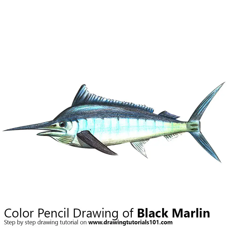 Black Marlin Color Pencil Drawing