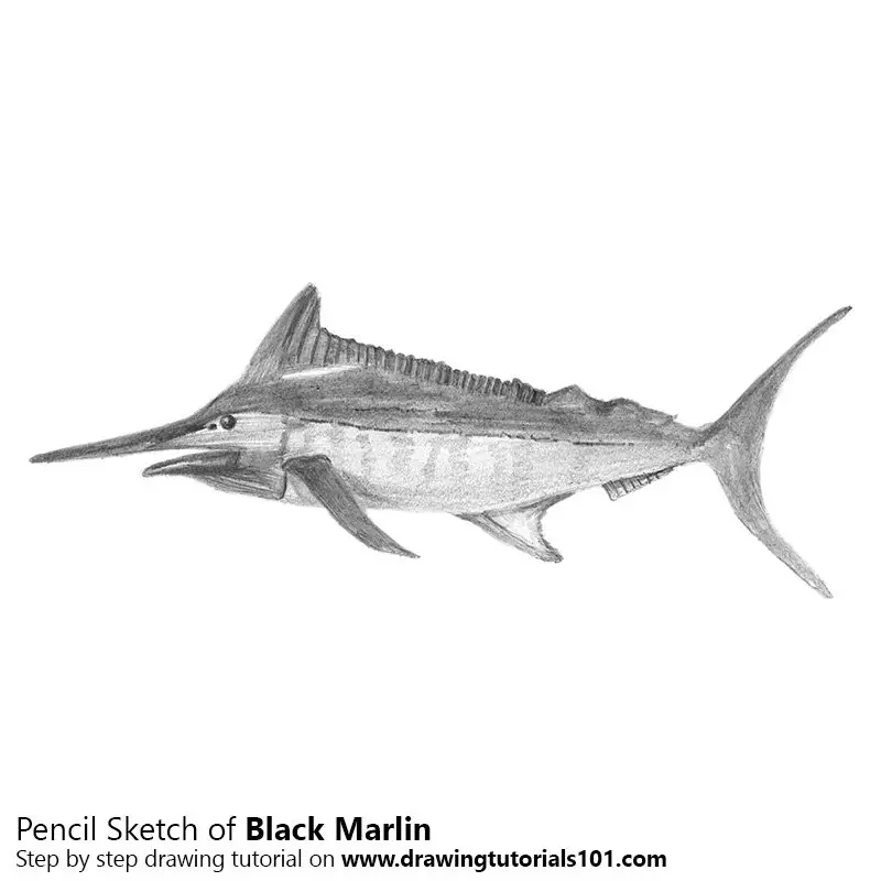 Pencil Sketch of Black Marlin - Pencil Drawing