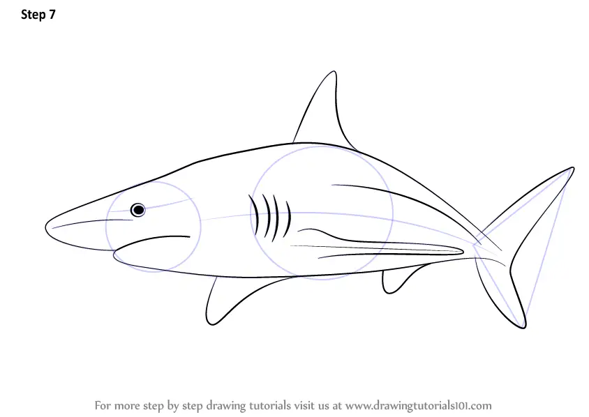 Learn How to Draw a Blacktip Shark (Fishes) Step by Step : Drawing