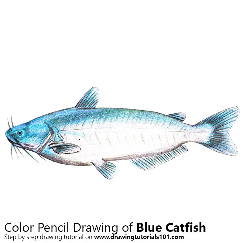Blue Catfish Color Pencil Drawing