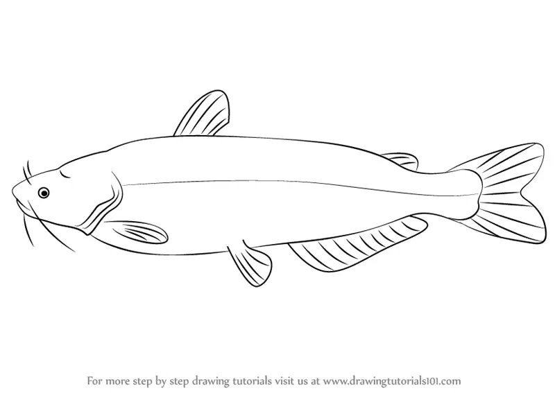 Learn How to Draw a Blue Catfish (Fishes) Step by Step : Drawing Tutorials