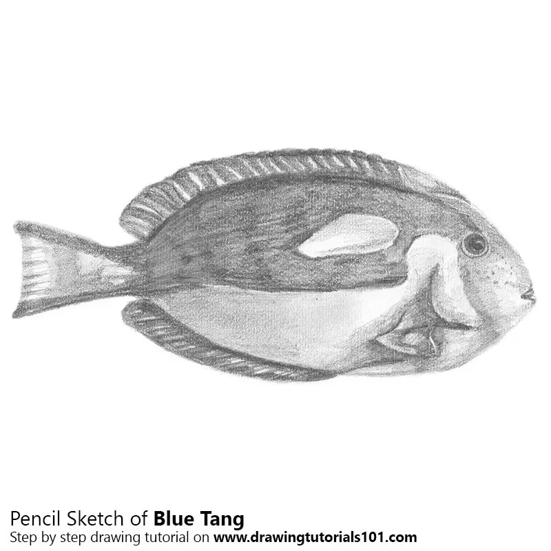 Pencil Sketch of Blue Tang - Pencil Drawing