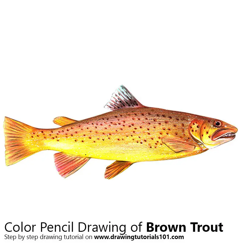 Brown Trout Colored Pencils Drawing Brown Trout with Color Pencils