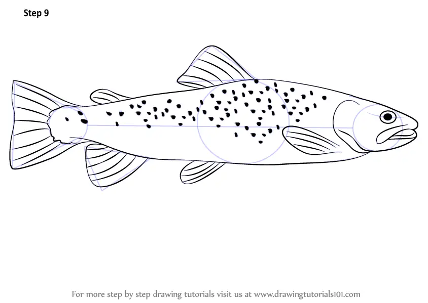 Learn How to Draw a Brown Trout (Fishes) Step by Step Drawing Tutorials