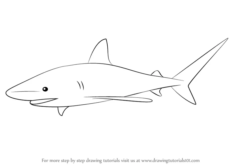 Learn How to Draw a Bull Shark (Fishes) Step by Step Drawing Tutorials