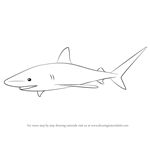 How to Draw a Bull Shark