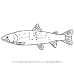 How to Draw a Bull Trout