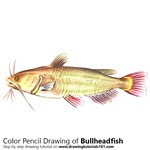 How to Draw a Bullhead Fish