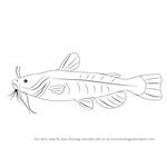 Learn How to Draw a Bullhead Fish (Fishes) Step by Step : Drawing Tutorials