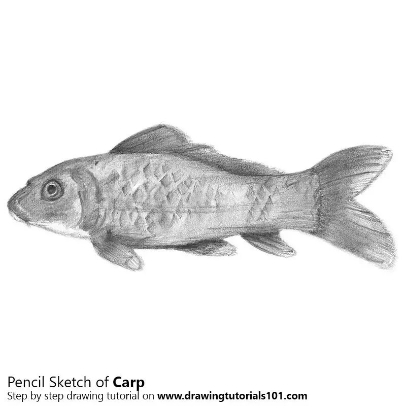 Pencil Sketch of Carp Fish - Pencil Drawing