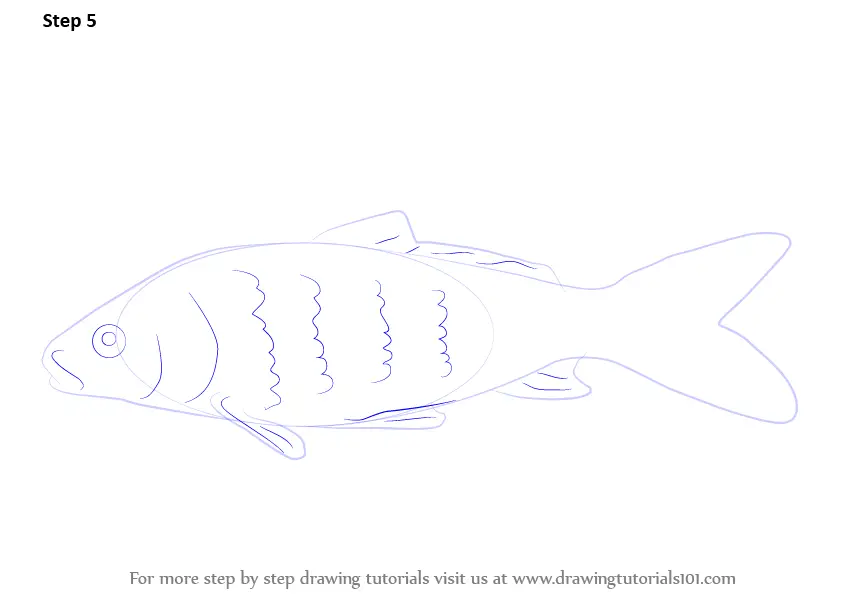 Learn How to Draw a Carp Fish (Fishes) Step by Step Drawing Tutorials