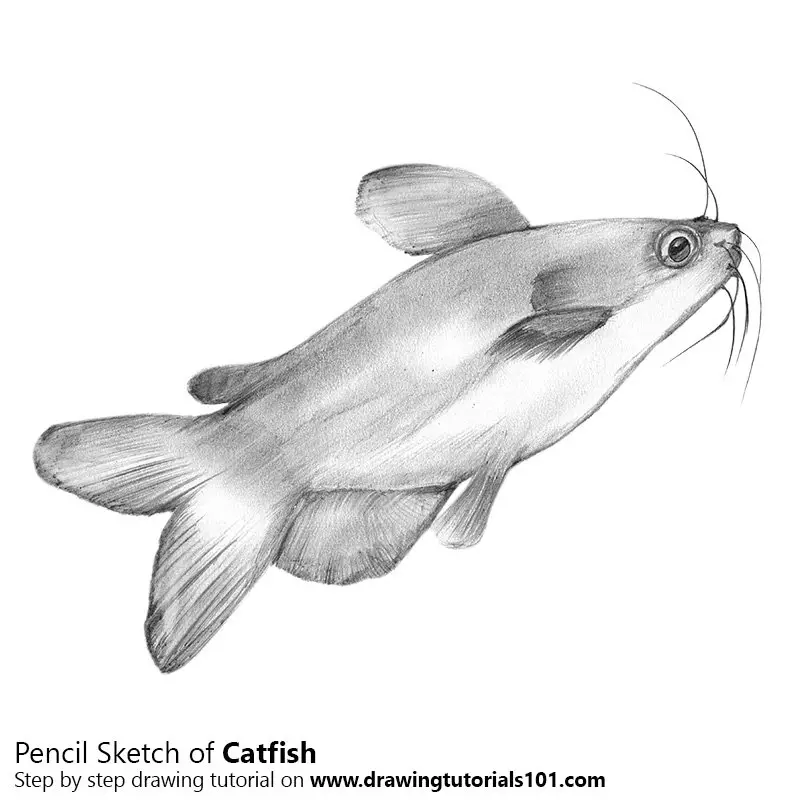 Pencil Sketch of Catfish - Pencil Drawing