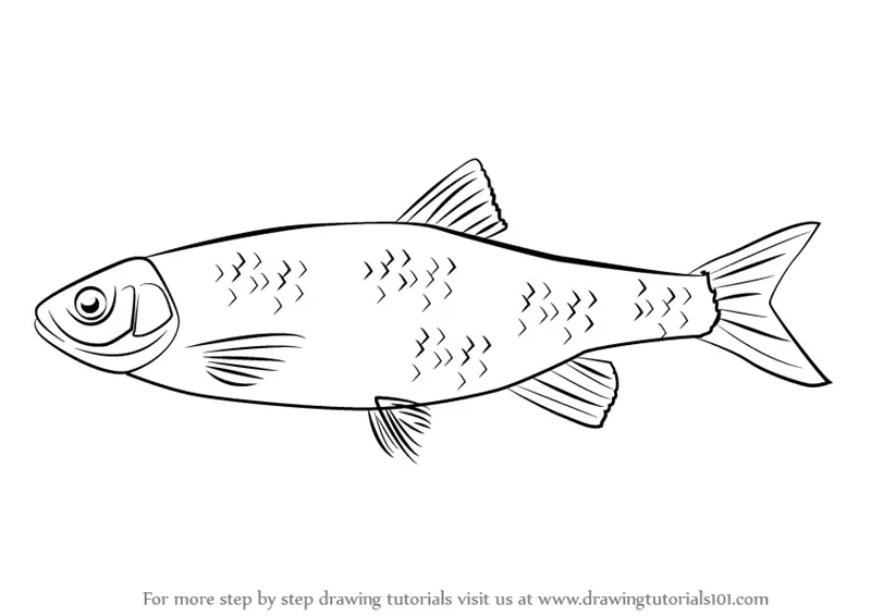 Learn How to Draw a Chub (Fishes) Step by Step Drawing Tutorials