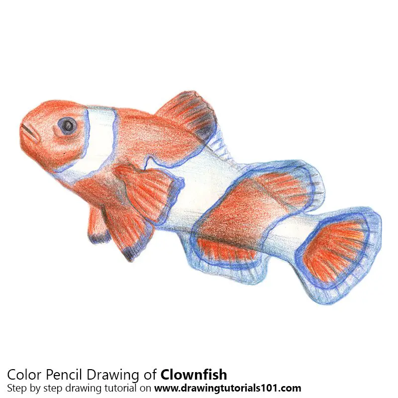 Clownfish Color Pencil Drawing