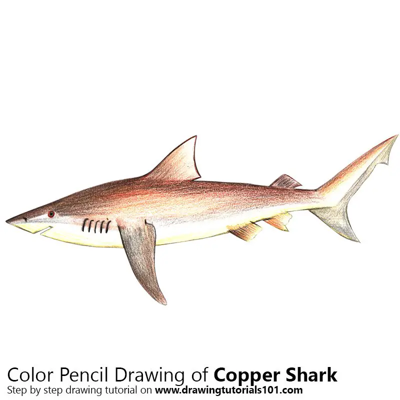 Copper Shark Color Pencil Drawing