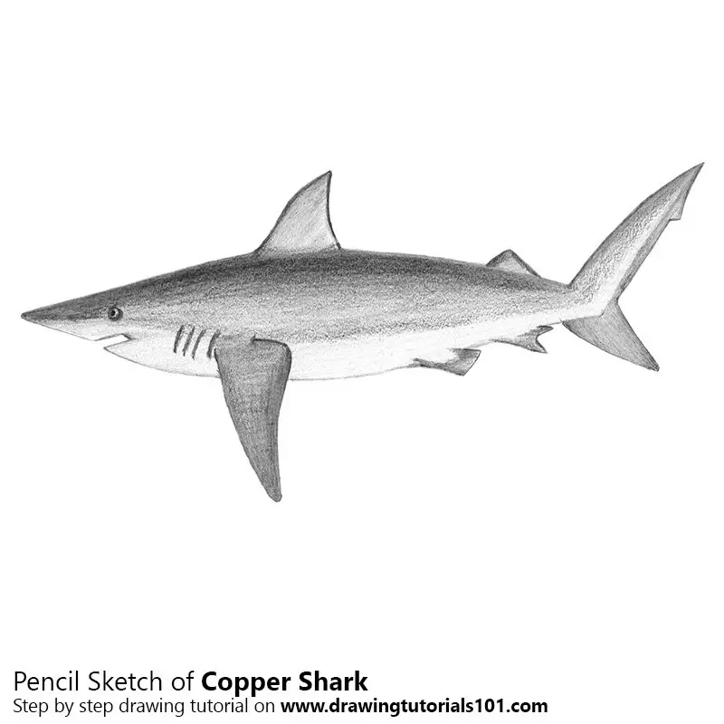 Pencil Sketch of Copper Shark - Pencil Drawing