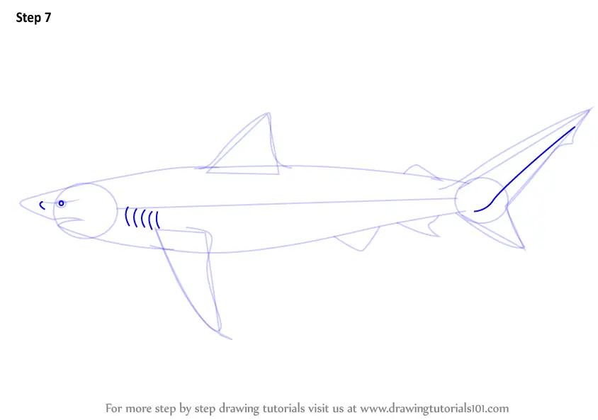 Step by Step How to Draw a Copper Shark : DrawingTutorials101.com